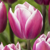 Tulipa Synaeda Blue - 10 Tulipes Triomphe Synaeda blue - Bulbes de Tulipe