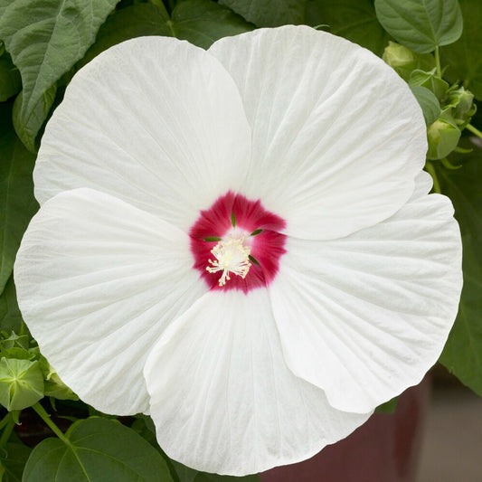 Hibiscus des marais Luna White