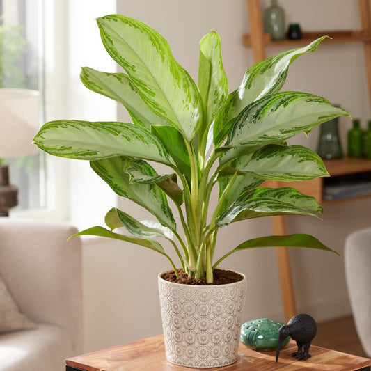 Aglaonema 'Silver Bay' gris-vert - Bakker
