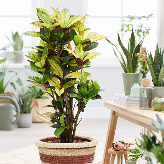 Croton 'Mrs Iceton' - Bakker