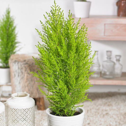 Chambre Cupressus 'Goldcrest Wilma' - Bakker