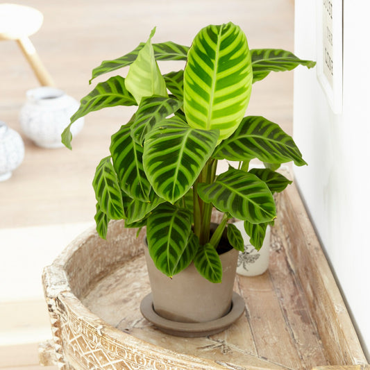 Calathea zebrina - Bakker