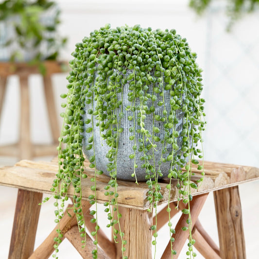 Bakker - Plante collier de perles Senecio rowleyanus avec pot suspendu en plastique  - Plante suspendue - Senecio rowleyanus