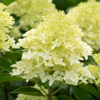 Hortensia paniculé 'Whitelight' - Hydrangea paniculata Whitelight - Bakker