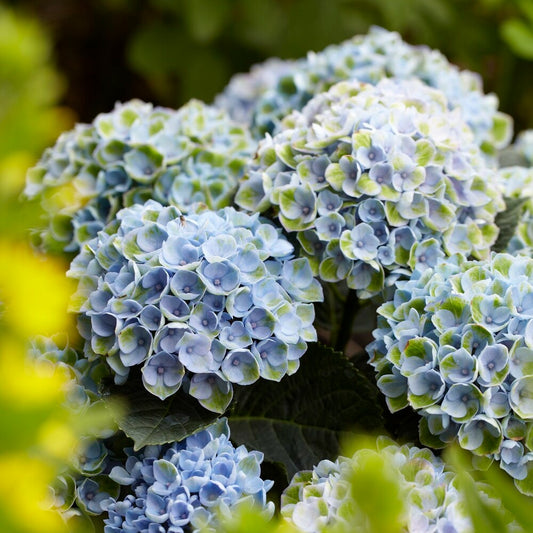 Hortensia 'Revolution Blue' - Bakker