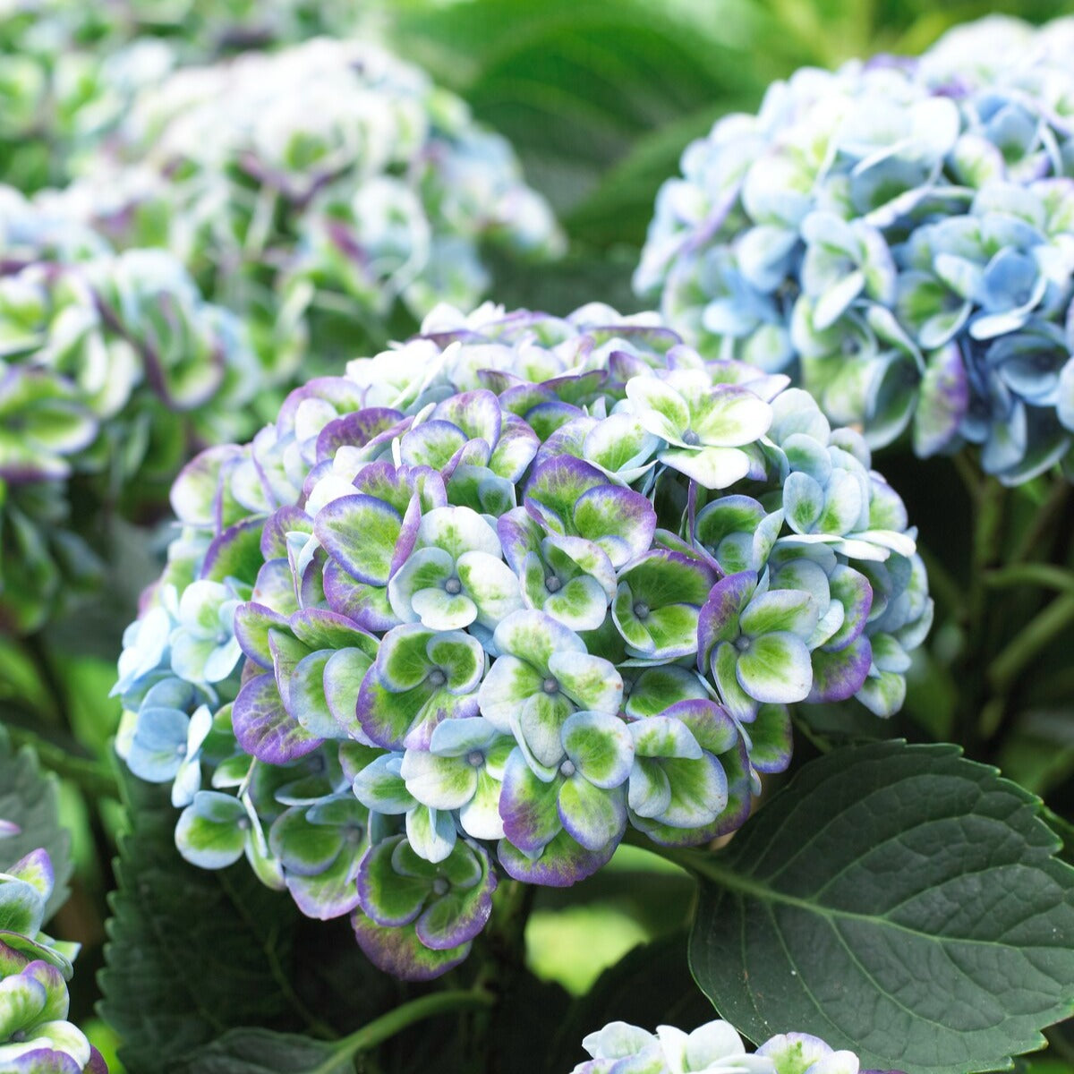 Hortensia macrophylla - Hortensia 'Revolution Blue' - Hydrangea macrophylla Revolution Blue
