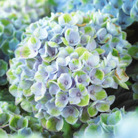 Hortensia 'Revolution Blue'