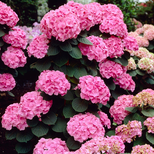 Hortensia 'Rosita'