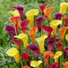 3 Arums en mélange : jaune, rouge, rose - Bakker