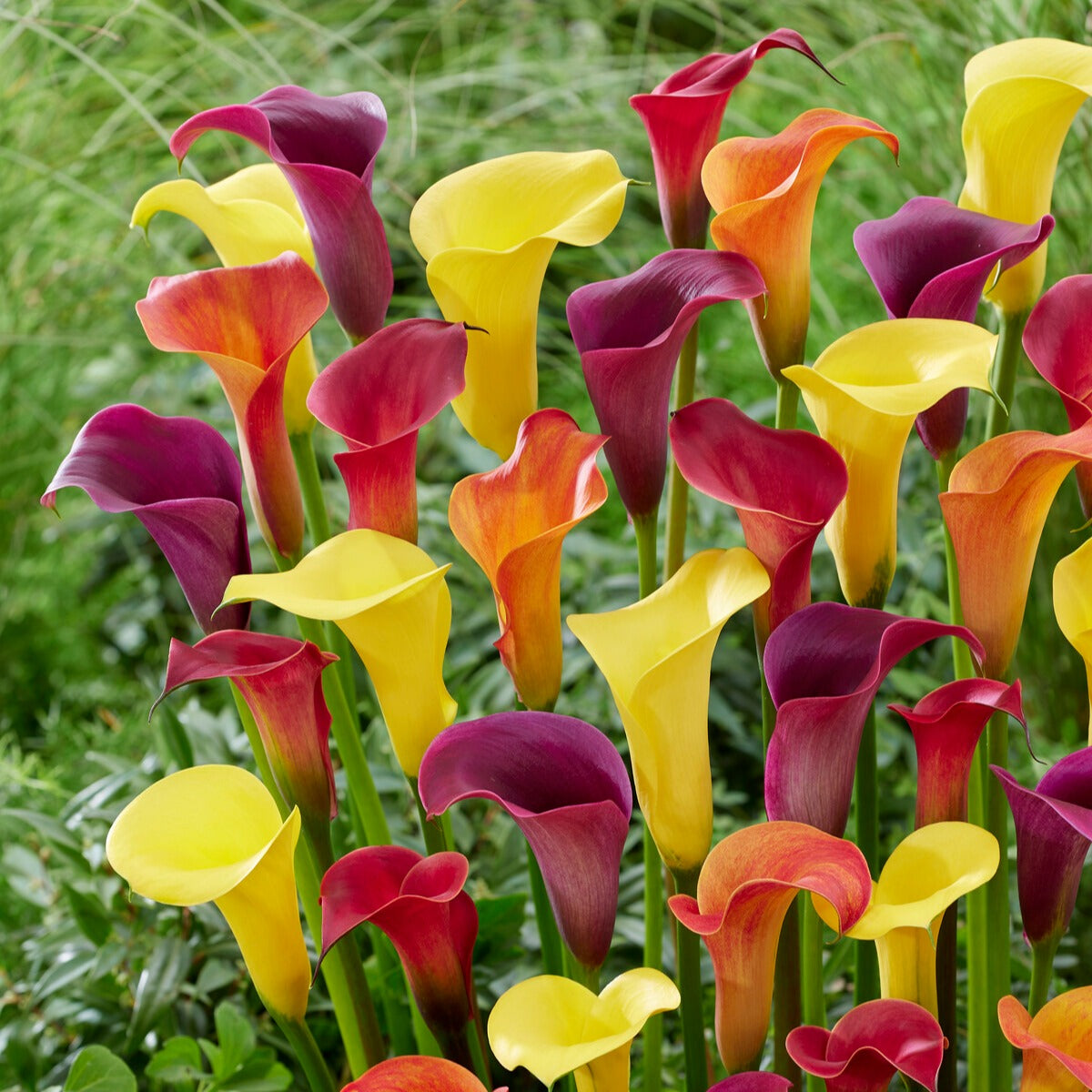 3 Arums en mélange : jaune, rouge, rose - Bakker