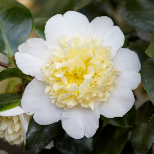 Rose du Japon Camellia 'Brushfields Yellow' blanc-jaune