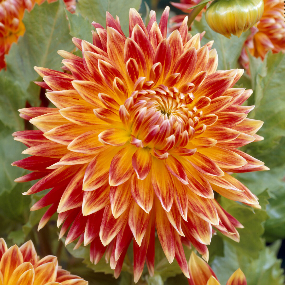 Dahlia akita - Dahlia Akita - Bulbes de Dahlia