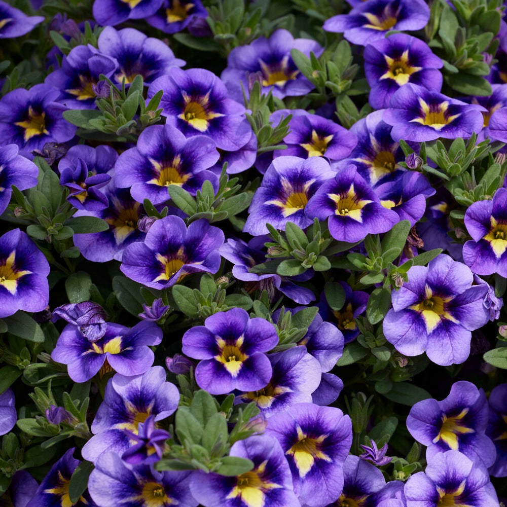 Calibrachoa Cabaret® Bumble Bee - 3 Mini-pétunias Bumble Bee - Petunia et Calibrachoa