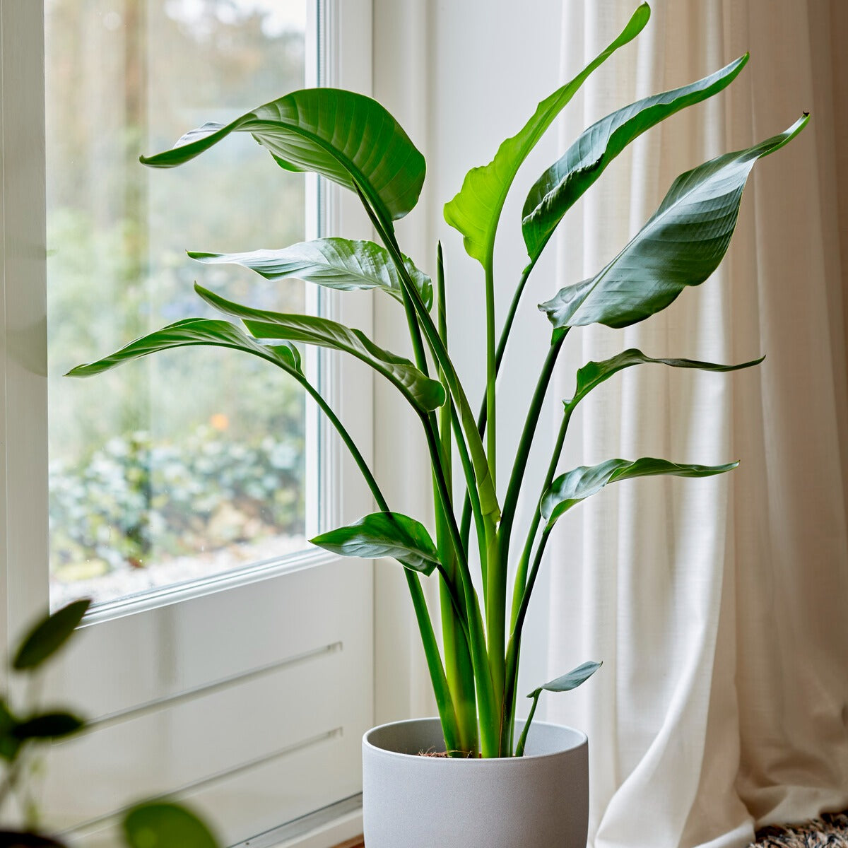 Strelitzia nicolai - Bakker