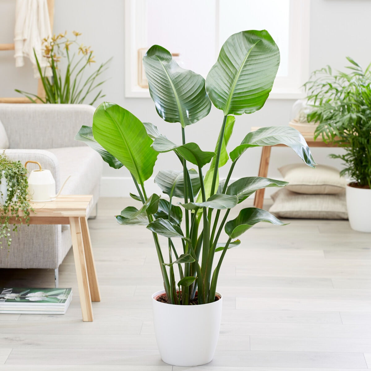 Strelitzia nicolai - Strelitzia nicolai - Bakker