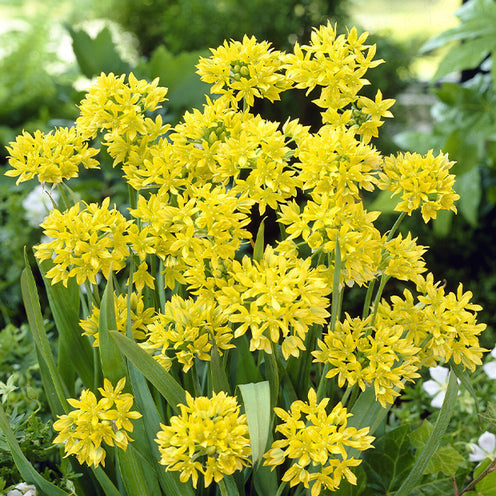 Vente 100 Bulbes de fleurs 6 Mois de Fleurs en mélange