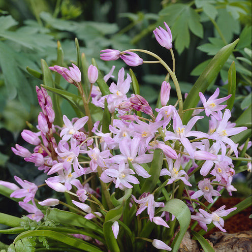 Vente 100 Bulbes de fleurs 6 Mois de Fleurs en mélange - Galanthus, Muscari, Narcissus, Tulipa, Chionodoxa, Anemone, Allium