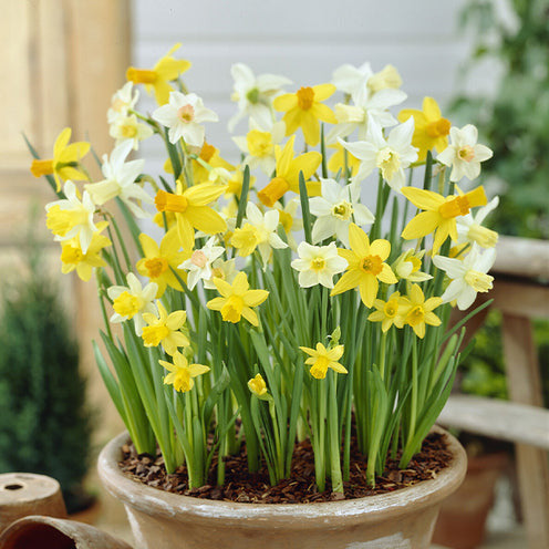 Packs de bulbes de fleurs - 100 Bulbes de fleurs 6 Mois de Fleurs en mélange - Galanthus, Muscari, Narcissus, Tulipa, Chionodoxa, Anemone, Allium