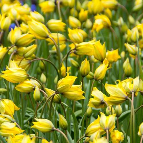 Vente 70 Bulbes de fleurs Butterfly Food en mélange - Packs de bulbes de fleurs