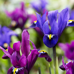 25 Iris Fraternal Twins en mélange - Bakker