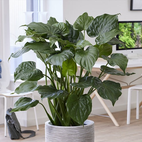 Oreille d'éléphant naine - Alocasia - Alocasia cucullata - Bakker