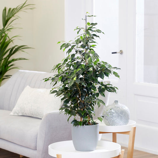 Ficus benjamina Danielle - Bakker