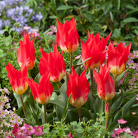 Tulipa Fosteriana Flames Mystery - 5 Tulipes 'Flames Mystery' - 