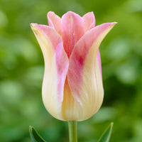 5 Tulipes fleur de lis 'Elegant Lady' - Tulipa Lilyflowering Elegant Lady - Bakker