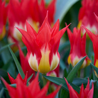  - 5 Tulipes 'Flames Mystery' - Tulipa Fosteriana Flames Mystery