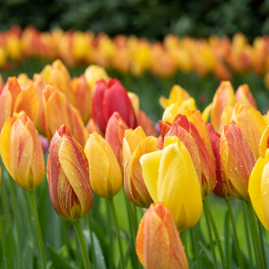 5 Tulipes 'Rhapsody of Smiles'