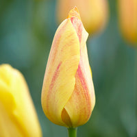 5 Tulipes 'Rhapsody of Smiles' - Tulipa Single Late Rhapsody of Smiles - Bakker