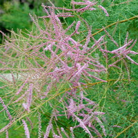 Tamarix Pink Cascade - Tamaris d'été - Arbustes fleuris