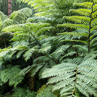Fougère arborescente de Tasmanie - Bakker