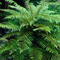 Fougère arborescente de Tasmanie - Dicksonia Antarctica - Bakker