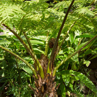 Fougère arborescente australe - Bakker
