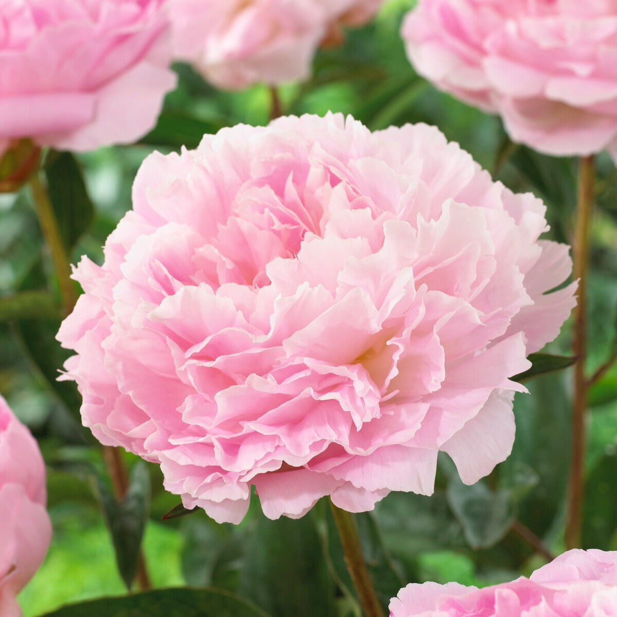 Paeonia lactiflora Albert Crousse - Pivoine Albert Crousse - Pivoines