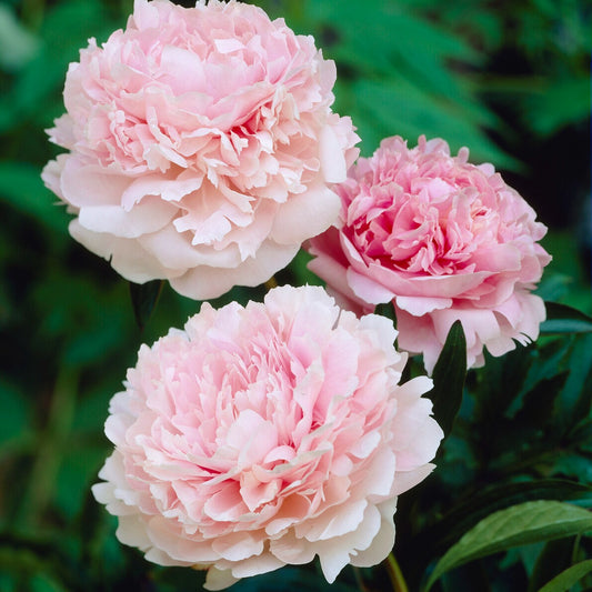 Pivoine Albert Crousse - Bakker