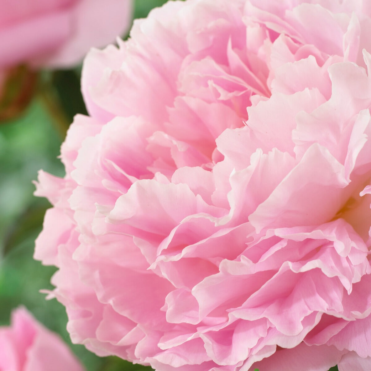 Pivoines - Pivoine Albert Crousse - Paeonia lactiflora Albert Crousse
