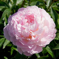 Pivoine Albert Crousse - Paeonia lactiflora Albert Crousse - Bakker