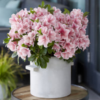 Azalée du Japon Encore® Sunburst - Rhododendron Encore® Sunburst - Bakker