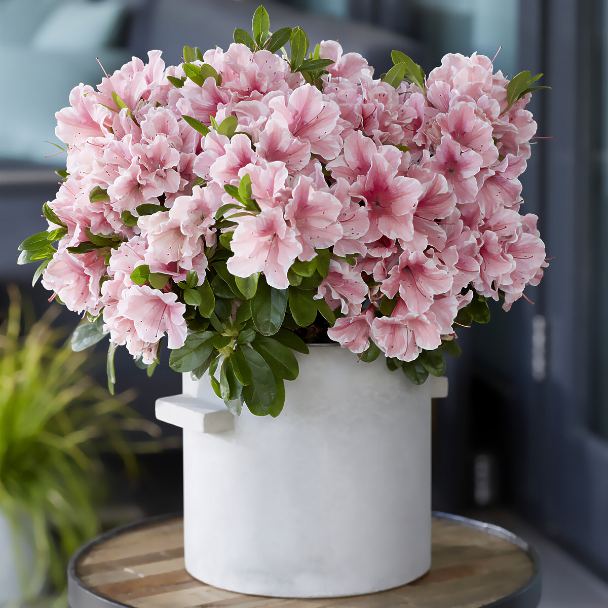 Azalée du Japon Encore® Sunburst - Rhododendron Encore® Sunburst - Bakker