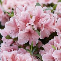 Azalée du Japon Encore® Sunburst - Bakker