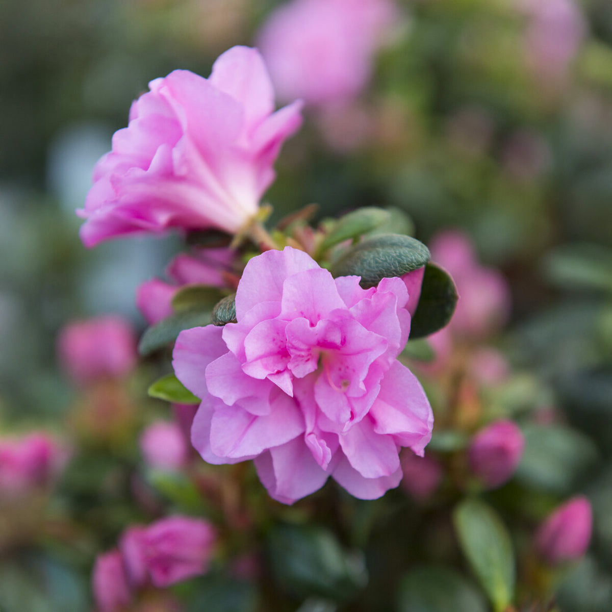 Azalée du Japon Lilac Surprise - Azalea japonica Lilac Surprise - Bakker