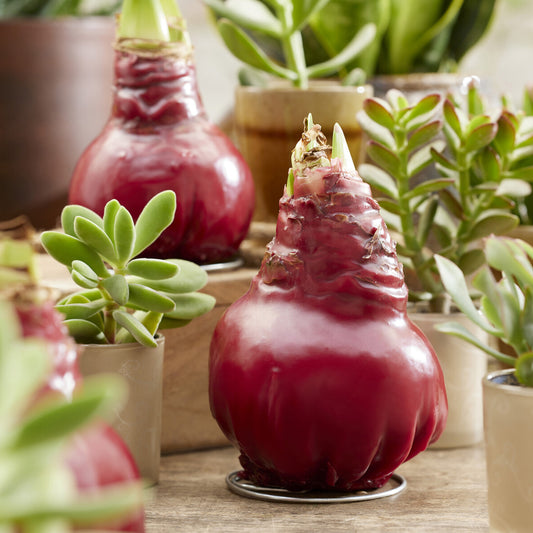 Wax Amaryllis  Gloss X Mas Red - Bakker