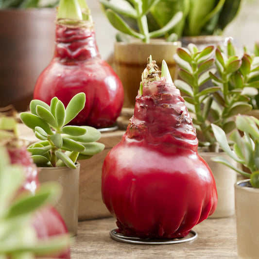 Wax Amaryllis  Gloss X Mas Red