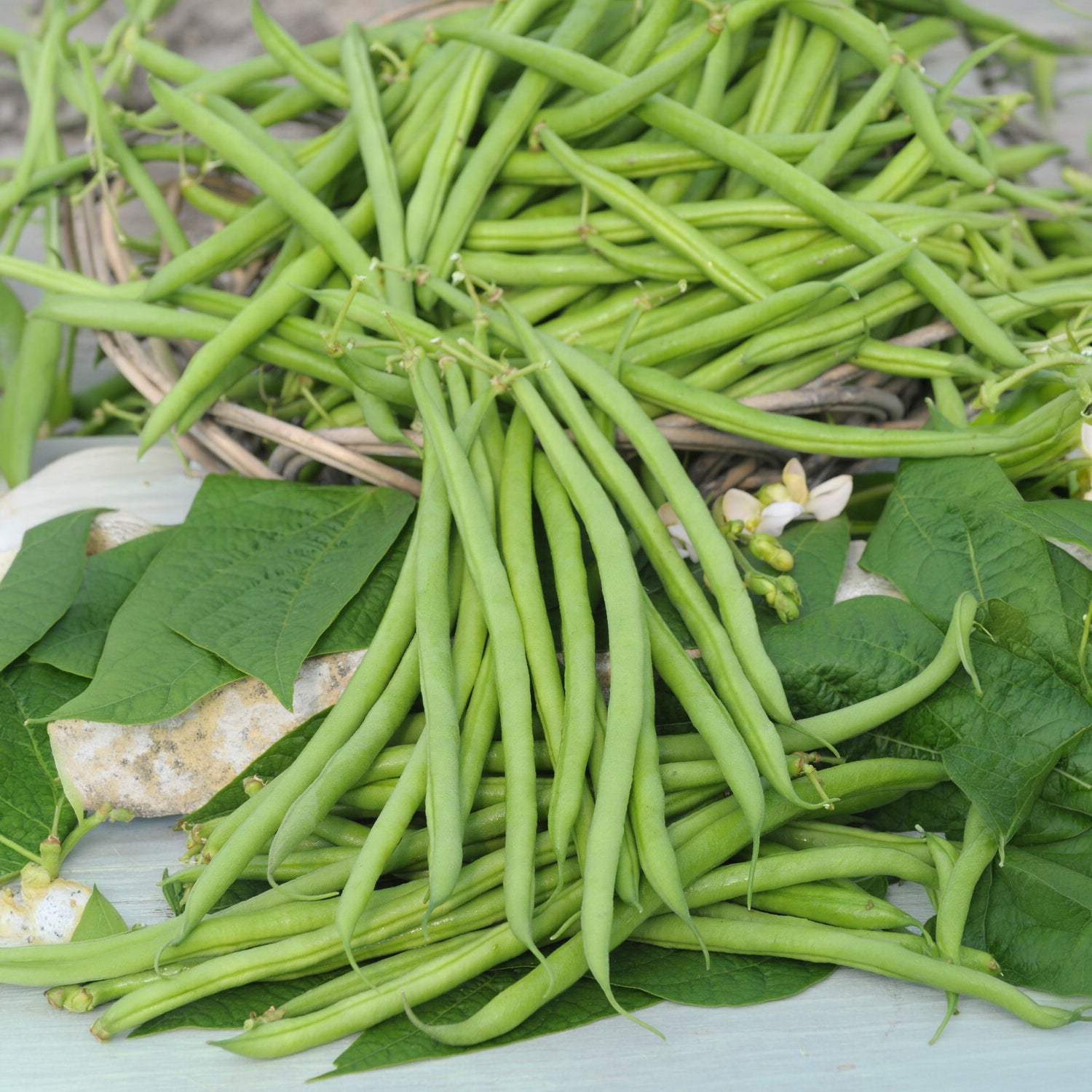 Haricot nain mangetout Castandel - Phaseolus vulgaris nain mangetout castandel (obt. clause) - Bakker