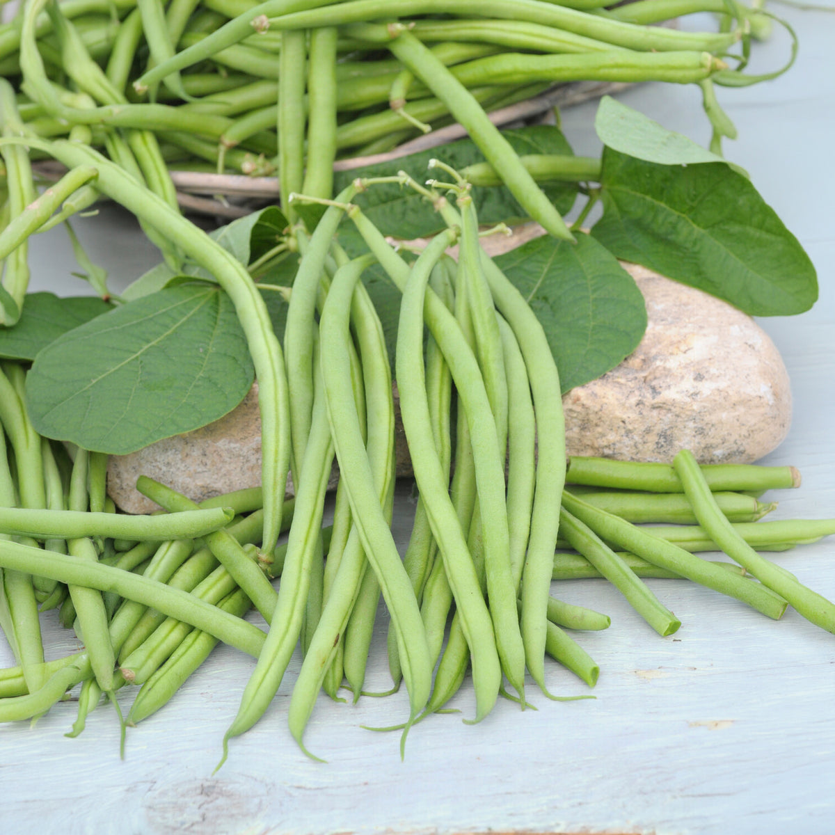 Phaseolus vulgaris nain mangetout castandel (obt. clause) - Haricot nain mangetout Castandel - Graines de haricots