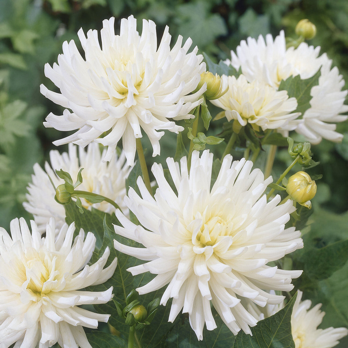 3 Dahlias cactus nain White Happiness - Dahlia White Happiness - Bakker