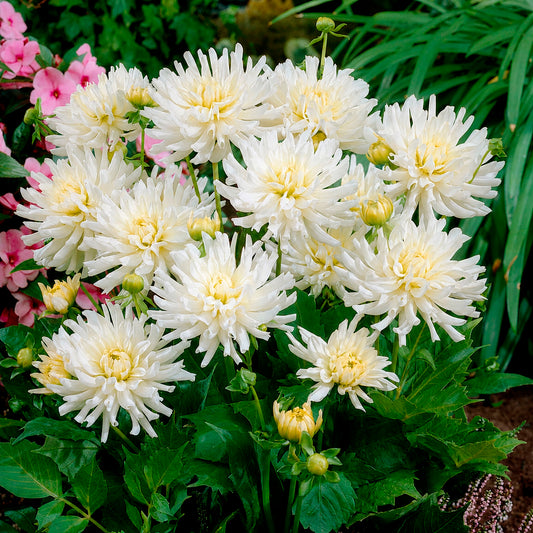 3 Dahlias cactus nain White Happiness