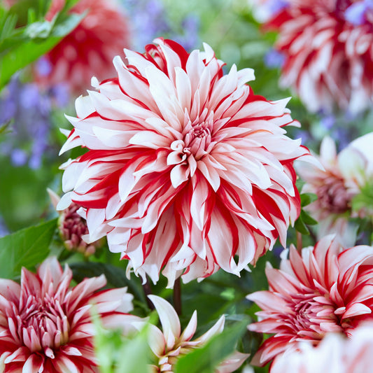 3 Dahlias décoratifs Santa Claus - Bakker